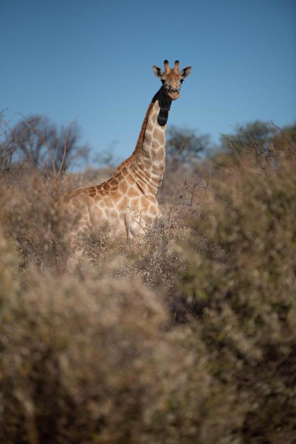 Morakane Safari Lodge Vryburg Ngoại thất bức ảnh